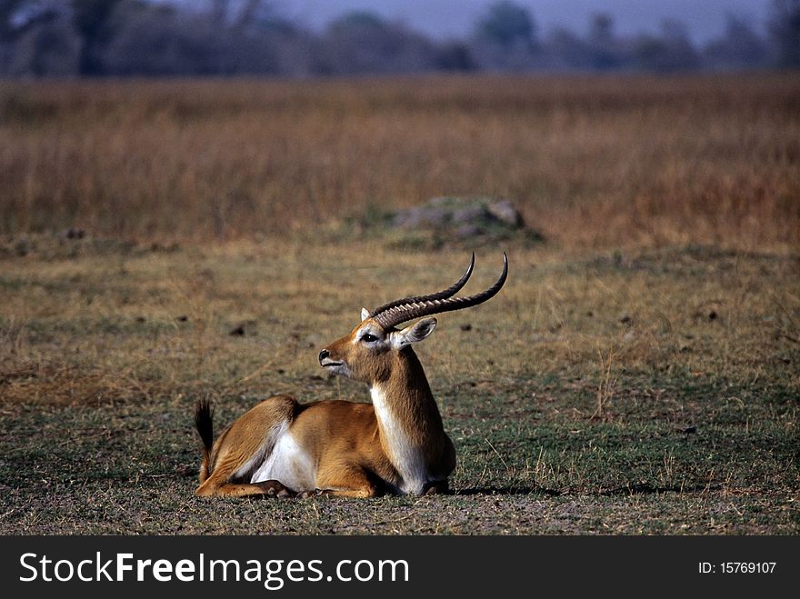 A beautiful male of lechwe rests in the savannah of the Moremi national park. A beautiful male of lechwe rests in the savannah of the Moremi national park