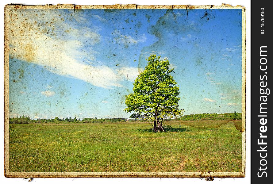Green oak on aging photography