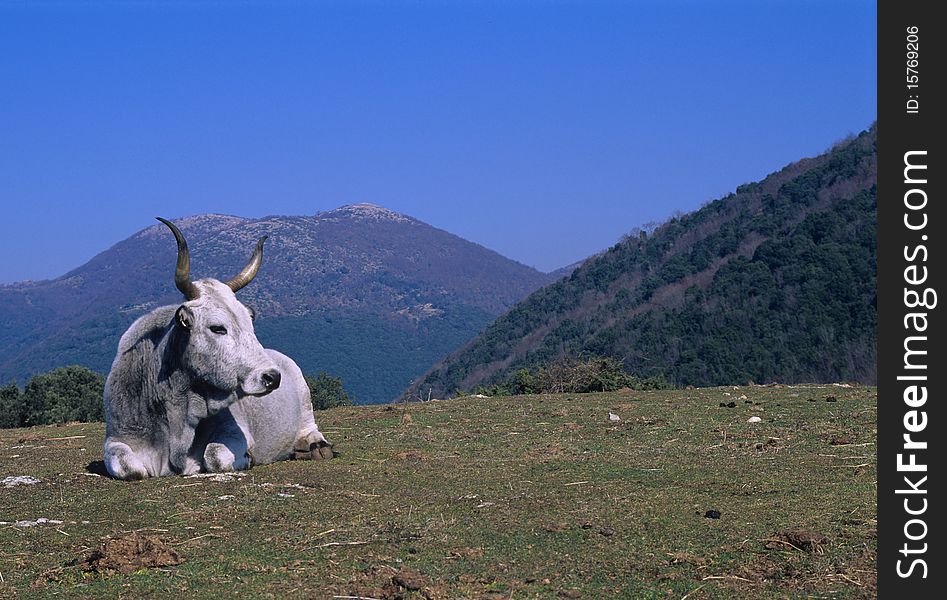 Cattle in rest on the apennines mountains. Cattle in rest on the apennines mountains