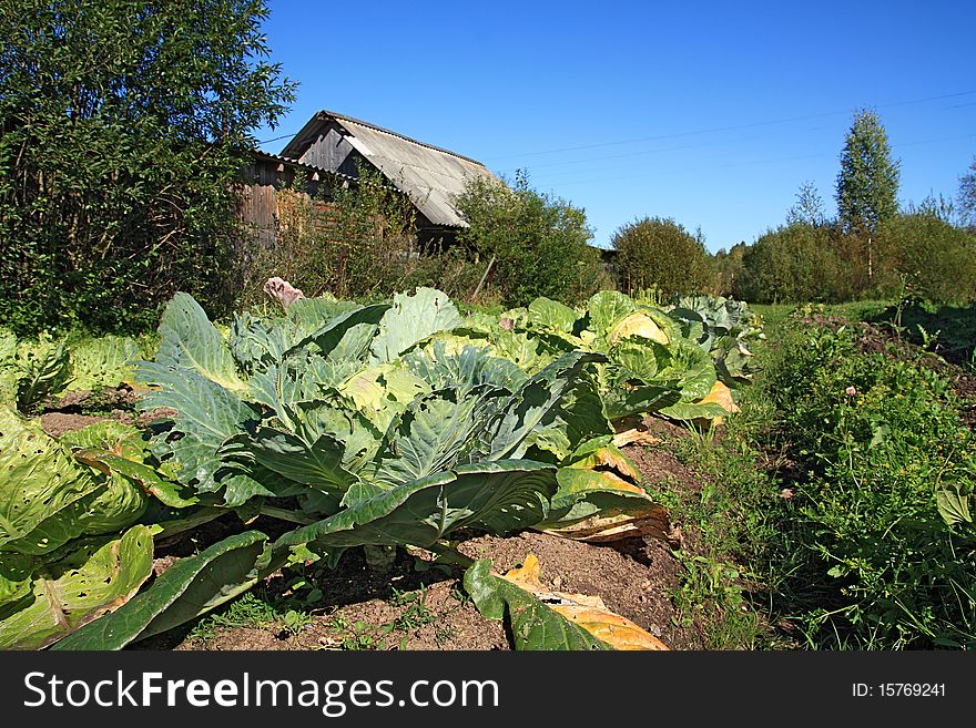 Green cabbage near rural building