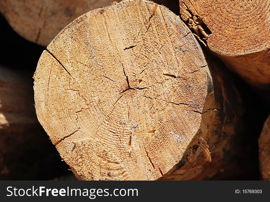 The cicle textures of tree stump. The cicle textures of tree stump