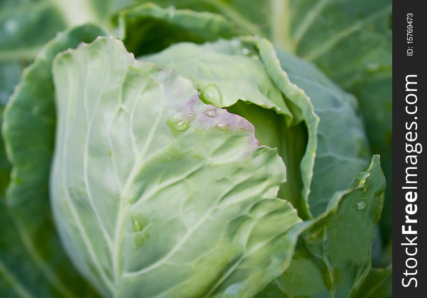 Green cabbage head with leaves growing on the field. Green cabbage head with leaves growing on the field