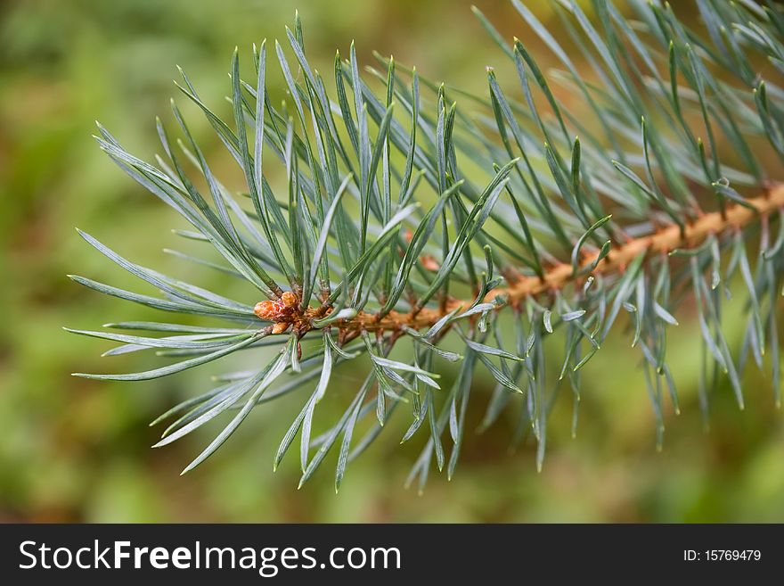 Close up of Pine tree branch in sunny day