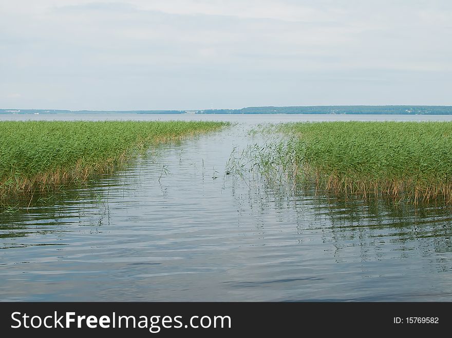 Beautiful lake with green cane on the sky backgorund. Beautiful lake with green cane on the sky backgorund