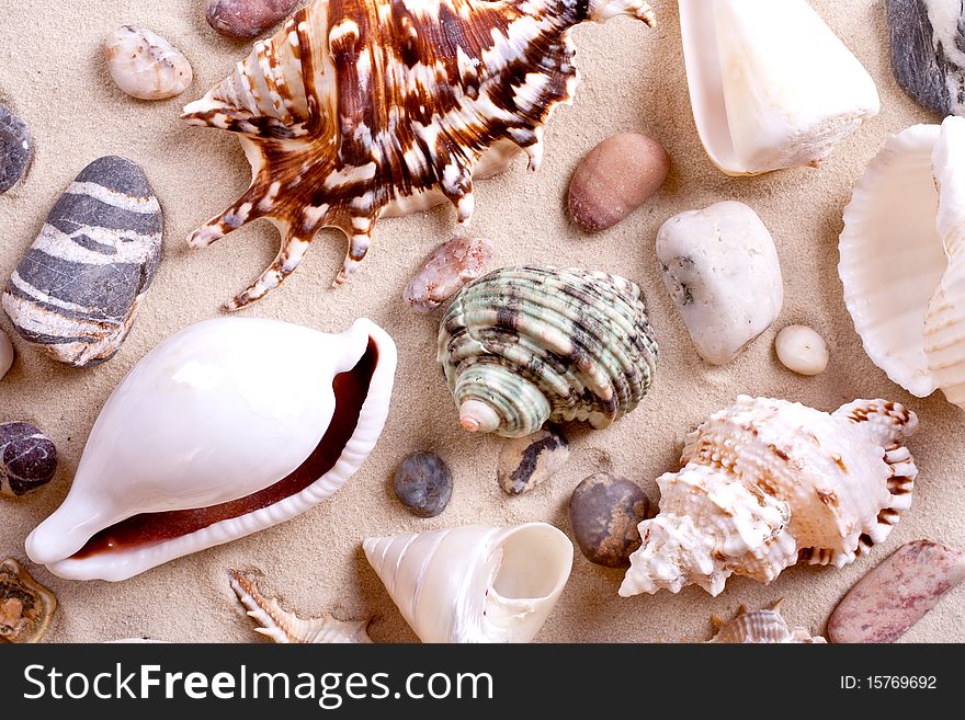 Seashells in sand as a background