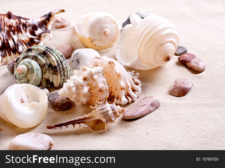 Seashells in sand as a background