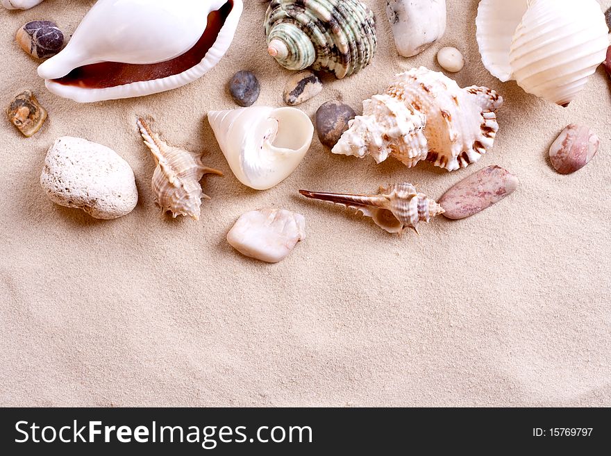 Seashells in sand as a background