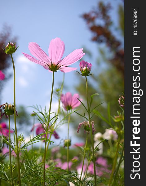 The colorful cosmea in a private garden. The colorful cosmea in a private garden.