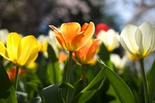 Few Tulips Royalty Free Stock Images Few Tulips Royalty Free Stock Images