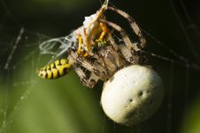 Wasp Killed By Spider Stock Image