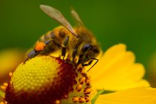 Bee On Yellow Flower Royalty Free Stock Photos Bee On Yellow Flower Royalty Free Stock Photos