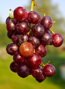 Branch Of Red Ripe Grapes Stock Photos Branch Of Red Ripe Grapes Stock Photos