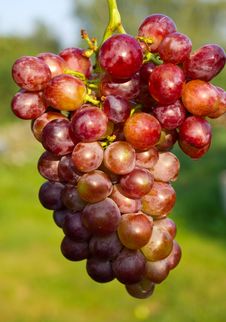 Branch Of Ripe Grapes Stock Photography Branch Of Ripe Grapes Stock Photography