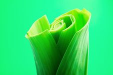 Green Onion Stock Image