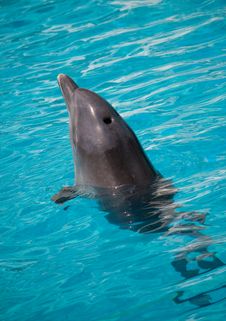 Dolphin Swimming In Water Royalty Free Stock Image