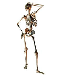 Skeleton In Model Pose Stock Photos Skeleton In Model Pose Stock Photos