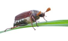 May-bug On Blade Isolated Royalty Free Stock Photos