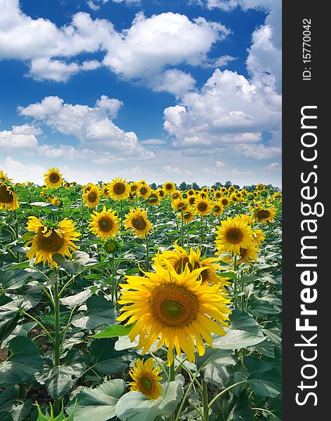 Big meadow of sunflowers. Design of nature.