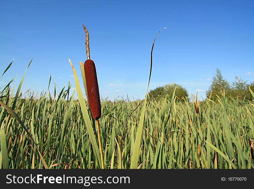 Red bulrush amongst green sheet