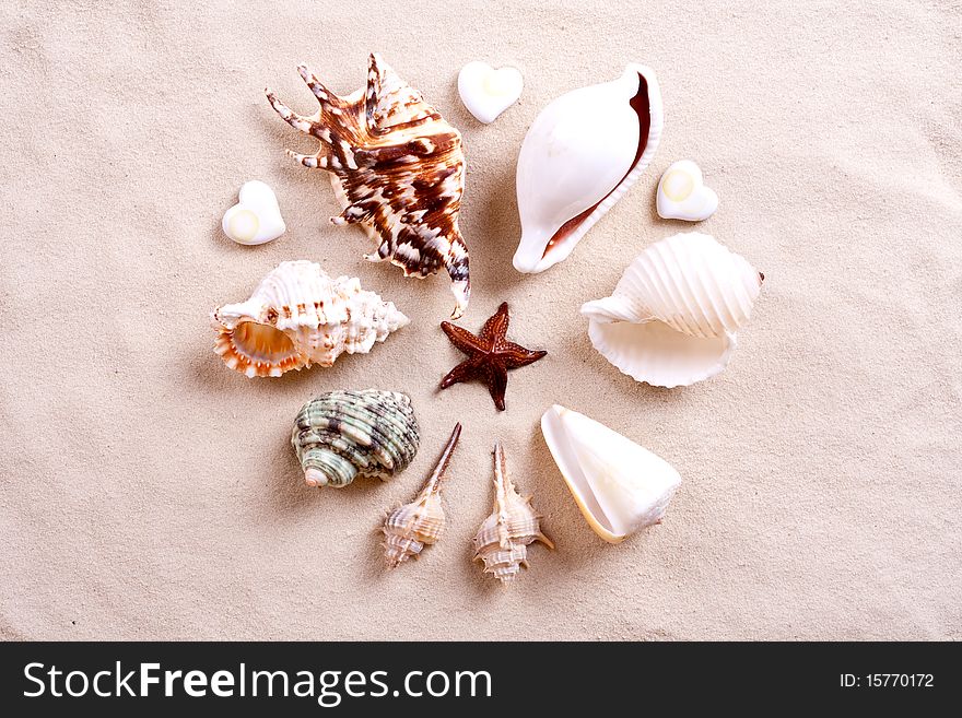 Seashells in sand as a background
