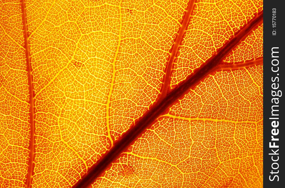 Close up internal leaf structure pattern. Close up internal leaf structure pattern.
