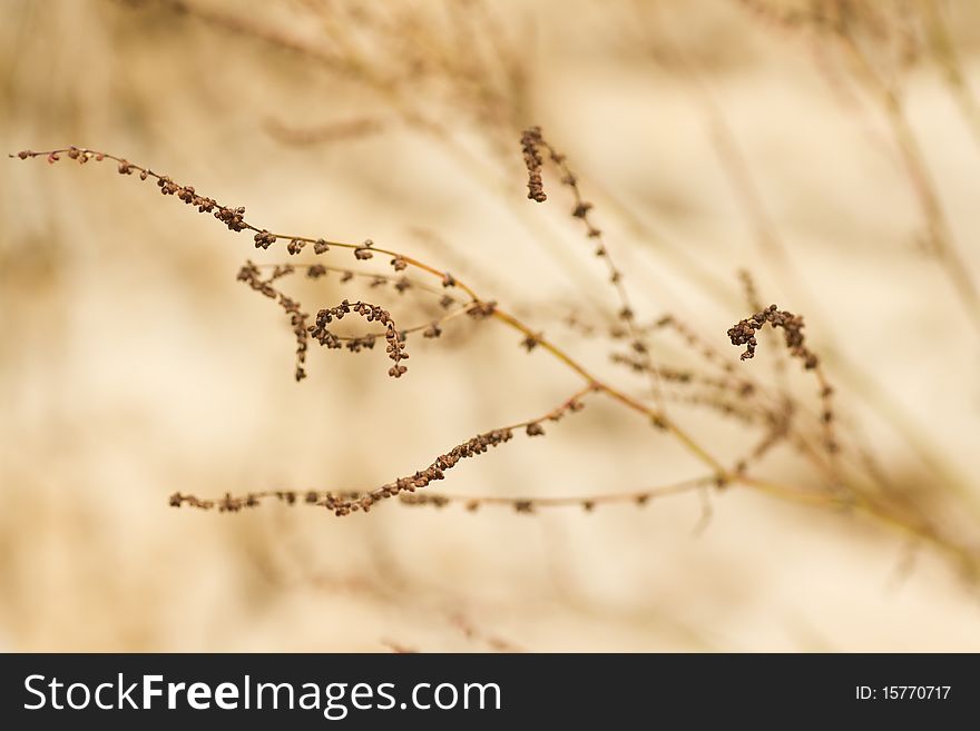 Close-up of withered plant in shallow depth of field with sandy blurry background. Close-up of withered plant in shallow depth of field with sandy blurry background