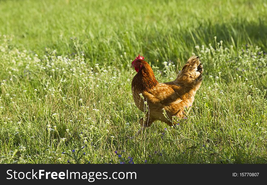 Brown hen chicken running in the grassy farmyard. Brown hen chicken running in the grassy farmyard