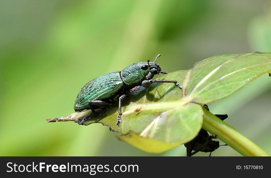 Green beetle setting on leaf