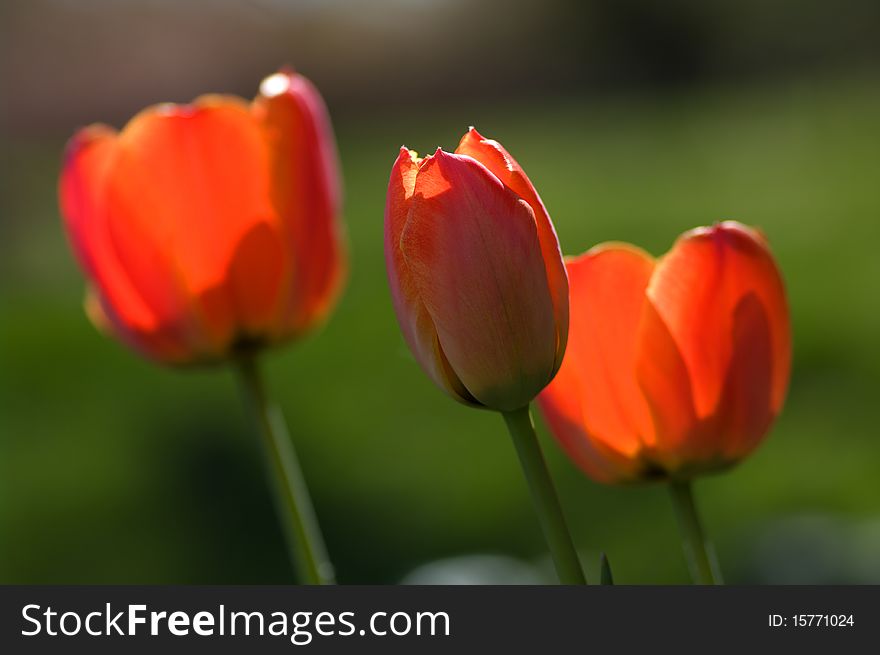 Three red tulips on green background. Three red tulips on green background