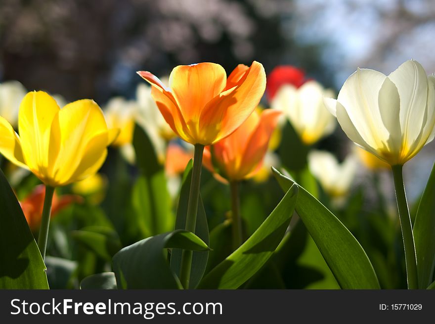 Yellow, orange and white tulips. Yellow, orange and white tulips