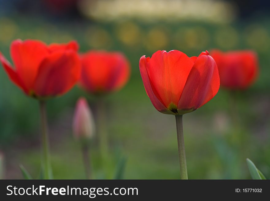 Close-up on red tulips with green background. Close-up on red tulips with green background