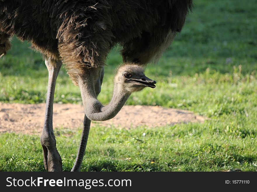 Ostrich grey and brown and grass green