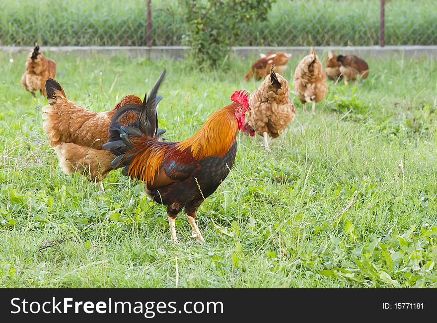 Guarding rooster with his flock searching food in the farmyard. Guarding rooster with his flock searching food in the farmyard