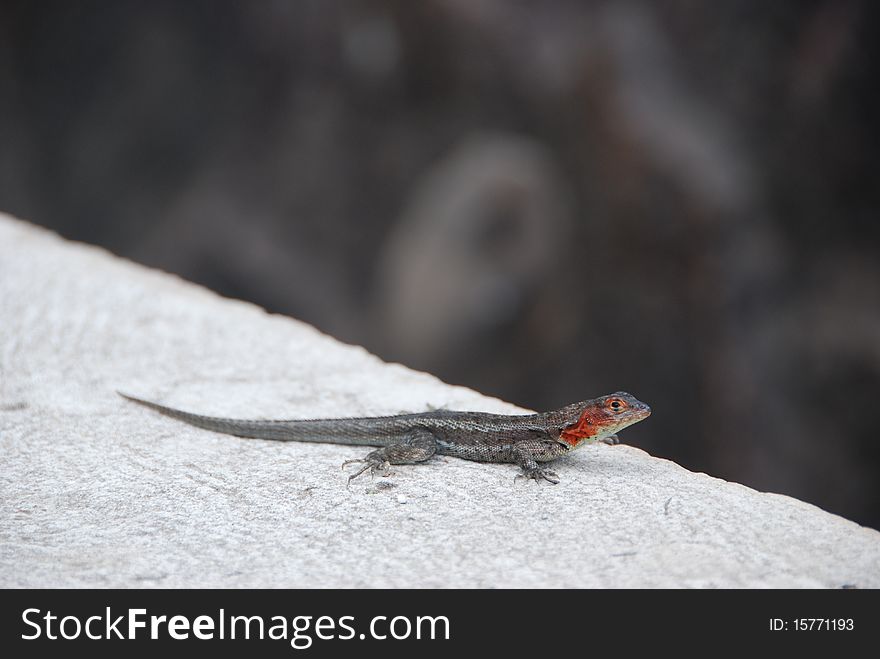 A tiny red face Galapagos lizard