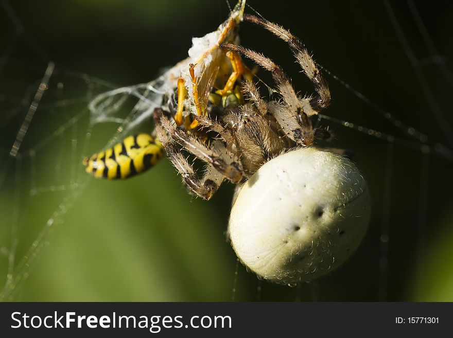 Spider attack, kill and wrap wasp in the cobweb on green blur background. Spider attack, kill and wrap wasp in the cobweb on green blur background