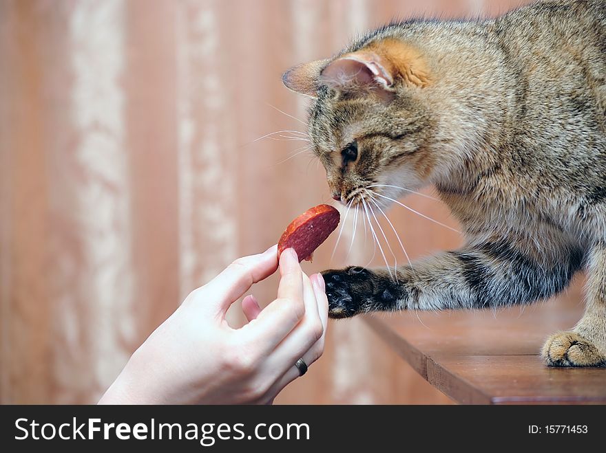 The cat tries to take away sausage from hands. The cat tries to take away sausage from hands