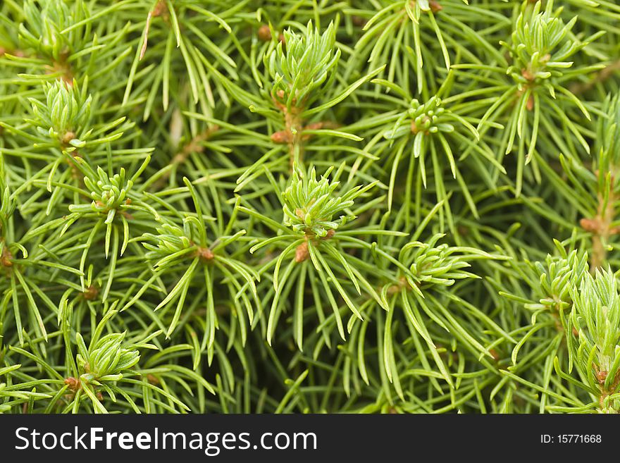 Close-up of young pine coniferous branch with needle. Close-up of young pine coniferous branch with needle