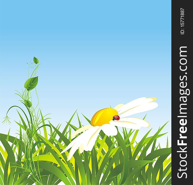 Chamomile and grass. Spring composition. Illustration