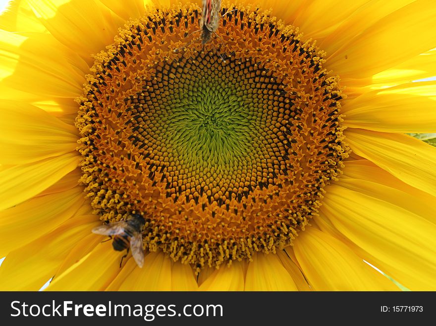 Sunflower alone with leaves against a blue sky