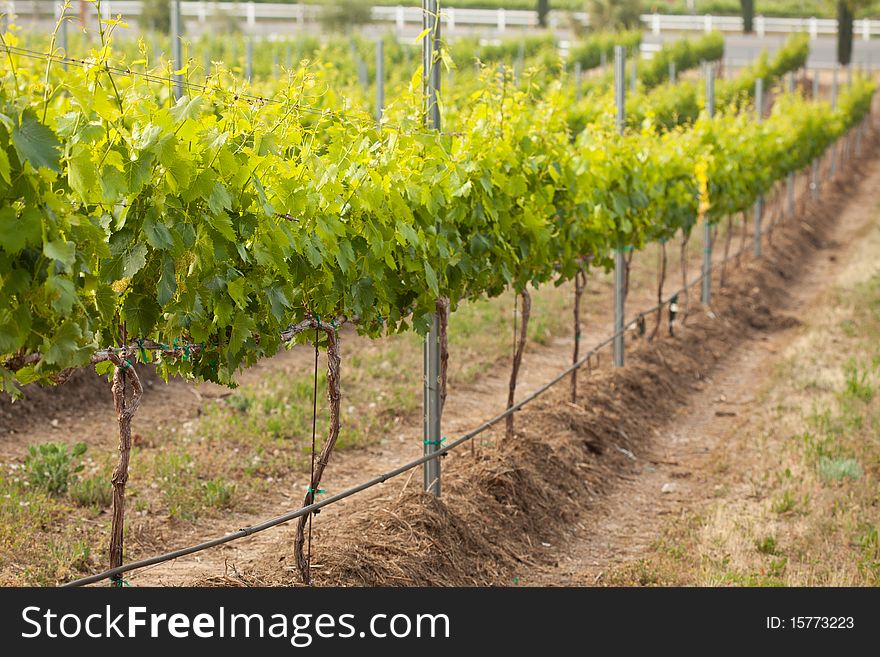 Beautiful Lush Grape Vineyard In The Morning Mist and Sun with Room for Your Own Text. Beautiful Lush Grape Vineyard In The Morning Mist and Sun with Room for Your Own Text.