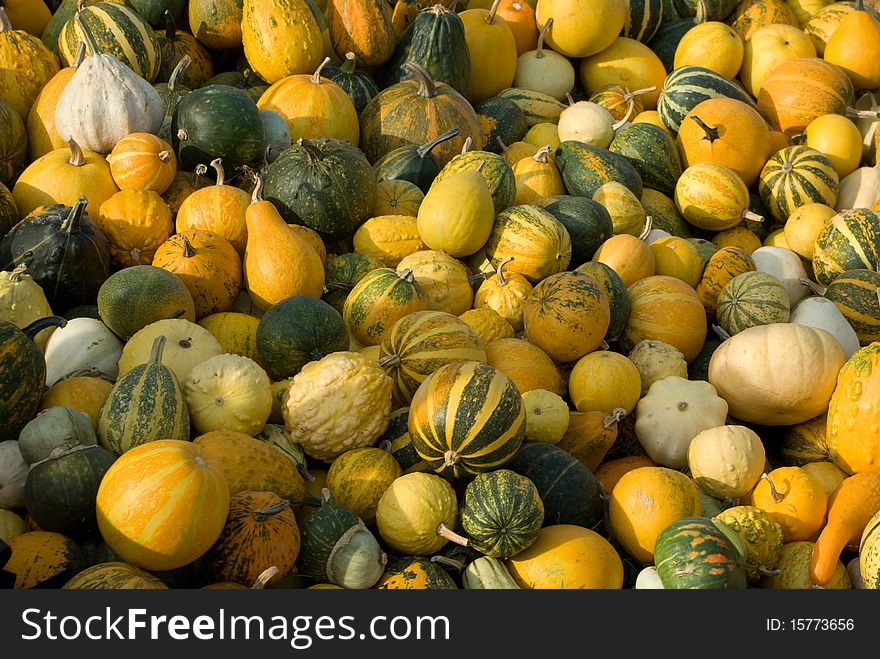 Group of varicoloured pumpkins on the field