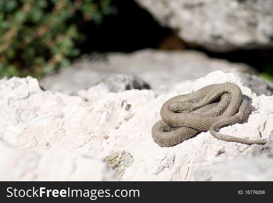 The snake coiled on a rock near the lake. The snake coiled on a rock near the lake.