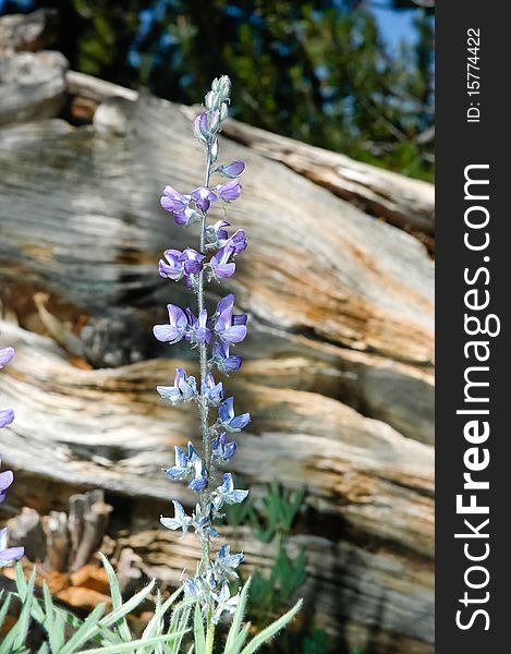 A Brewer's Lupine in front of a blurred log