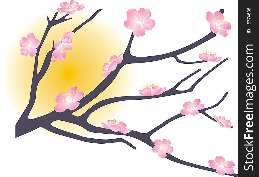 Flowering peach tree branch under the sun. Flowering peach tree branch under the sun