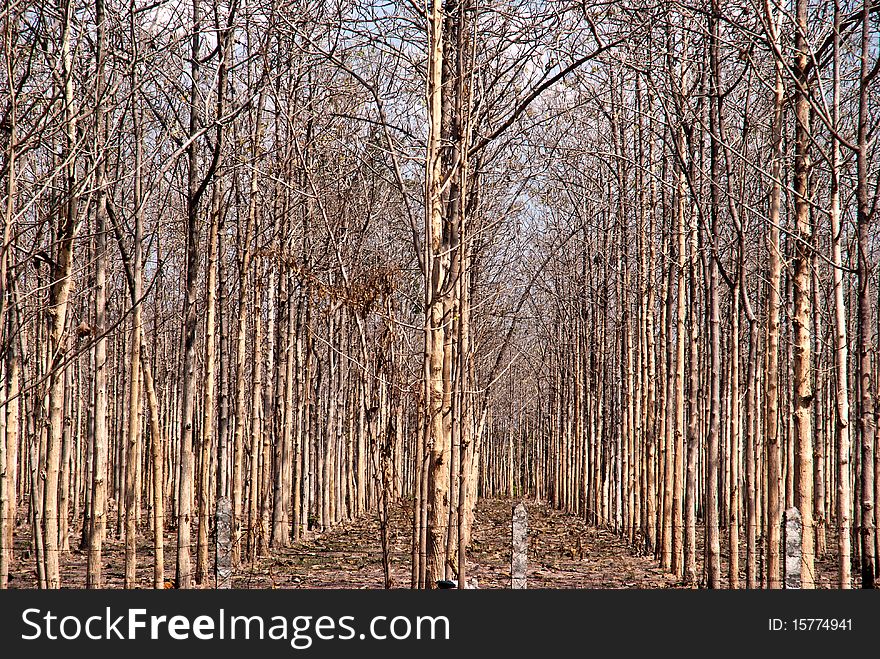 The Row of the rubber tree in Uttaradit province of Thailand.