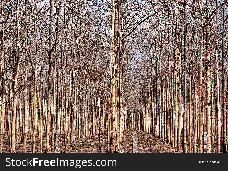 The Rubber Tree