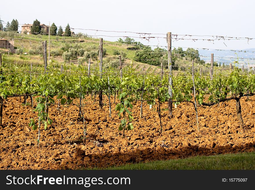 Sun-bathed vineyard in Tuskanian hills