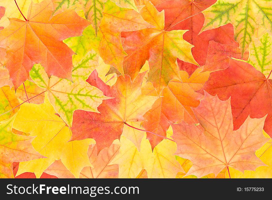 Multicolor autumn maple leaves background