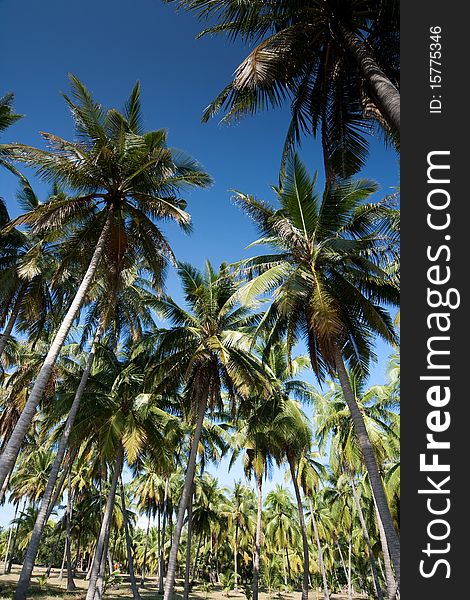 Coconut Trees And The Blue Sky