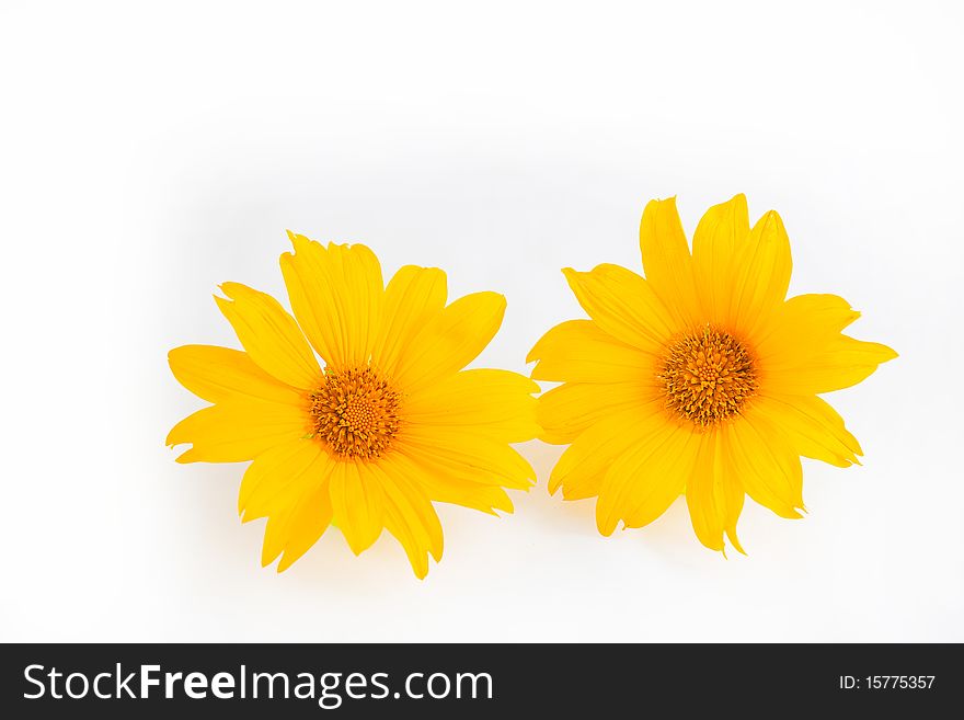 Two bright and yellow emperor sunflower on white background.  These flowers just shouts out summer!
